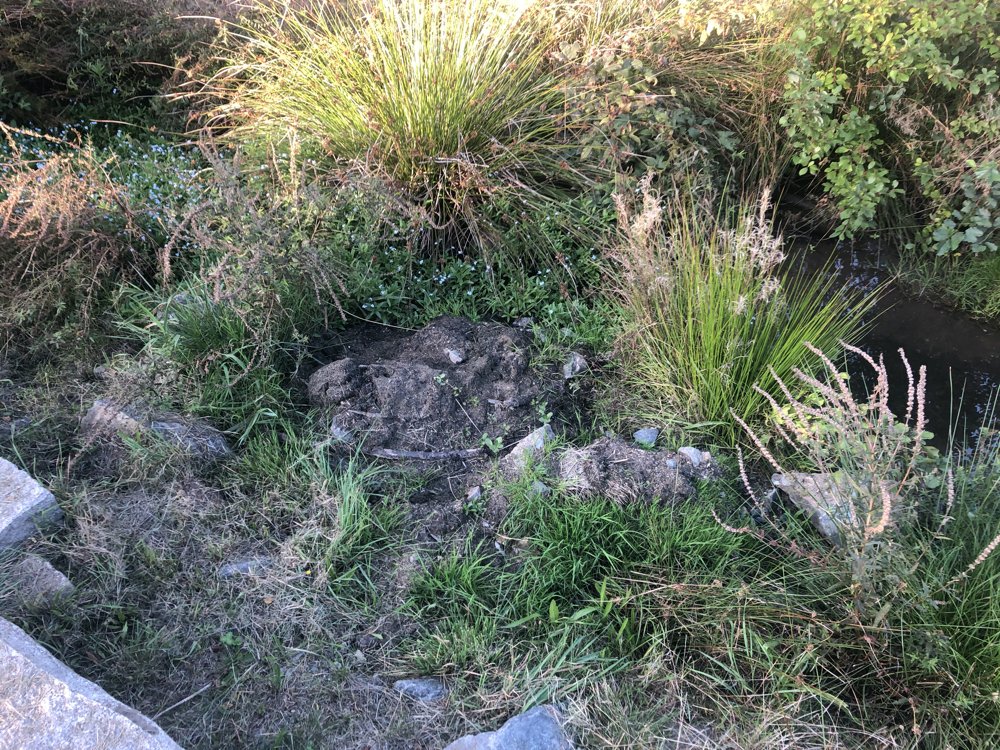 Letzau erhöht Hundesteuer für Listenhunde