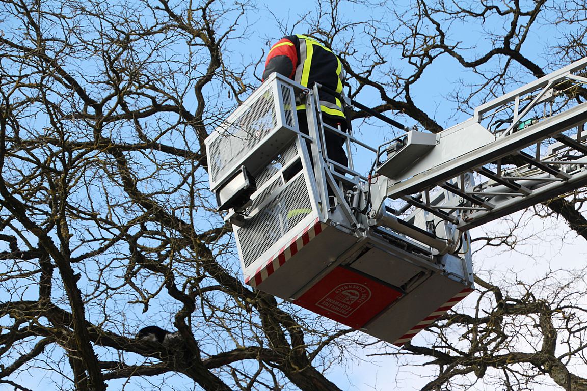 Feuerwehr Eschenbach Katze gerettet (3)