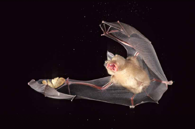 Fledermaus