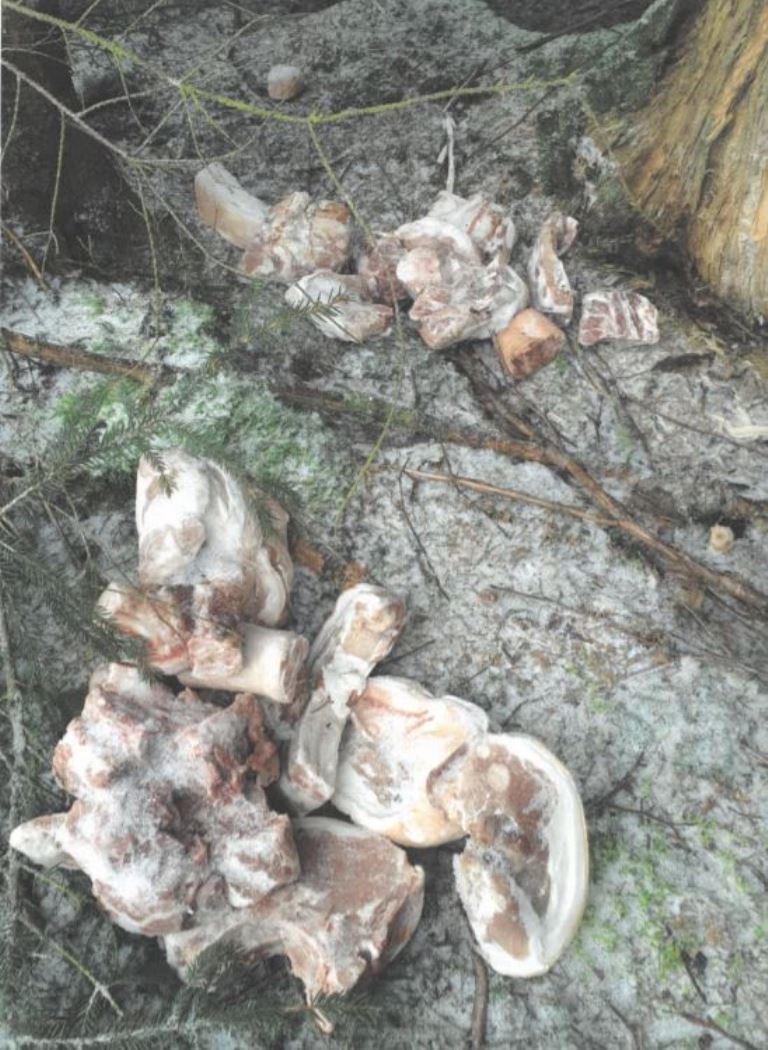 Försterin findet Fleischbrocken im Wald - Polizei ermittelt