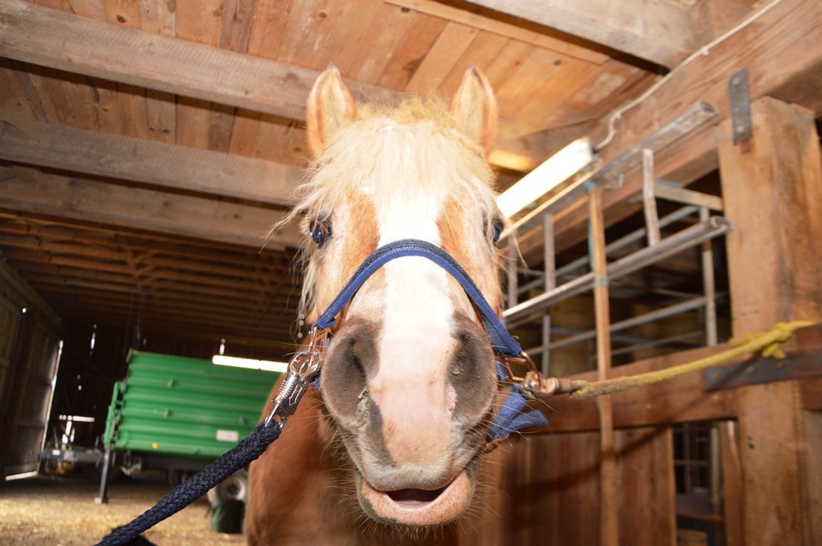 Flurin Bärlocher Hufschmied (1)