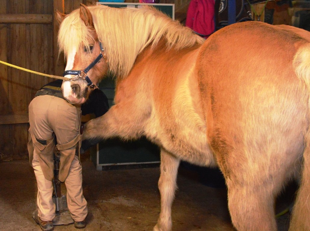 Flurin Bärlocher Hufschmied (9)