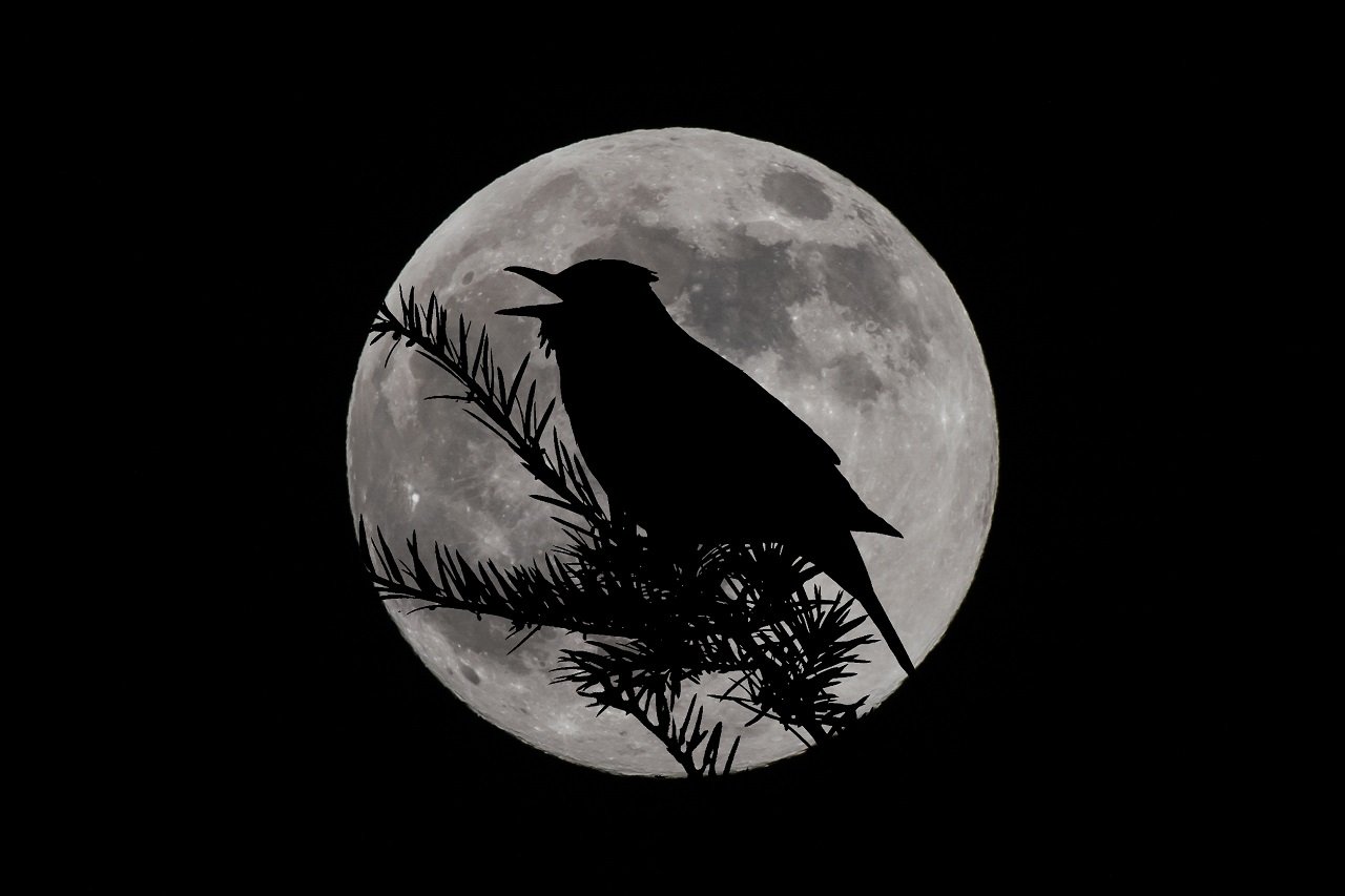Besondere Fotografie: Supermond und Amsel