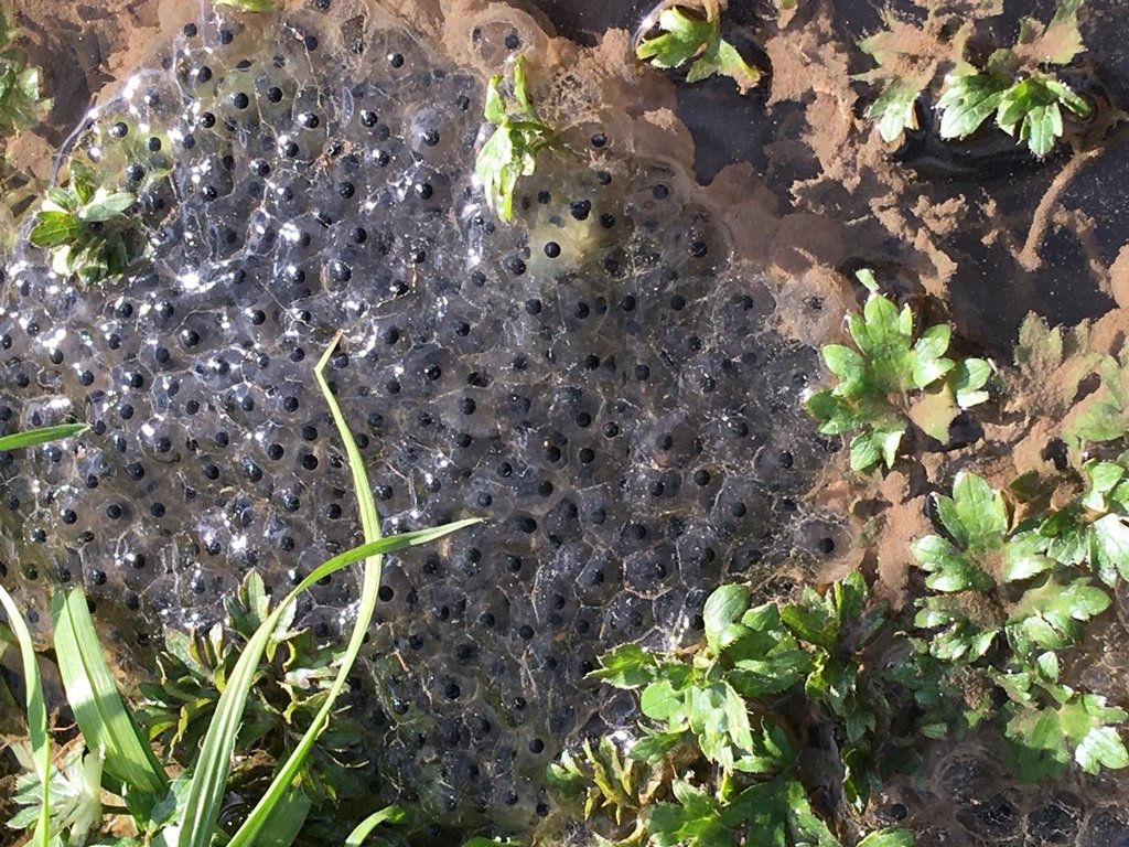 Froscheier Froschlaich Leuchtenberg Natur Symbol Symbolbild Teich Wasser Gewässer Bach 2