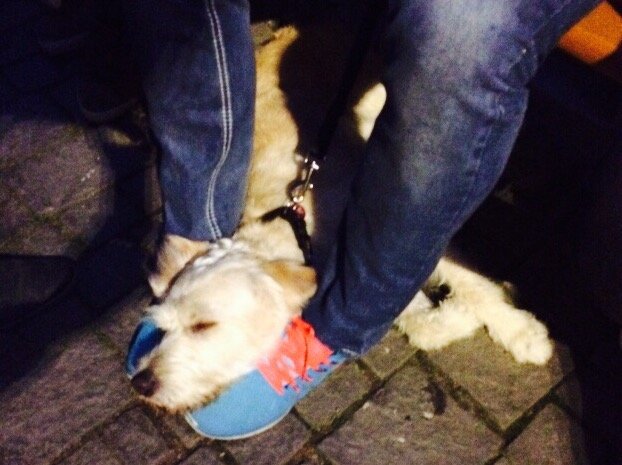 Bürgerfest Weiden 2015