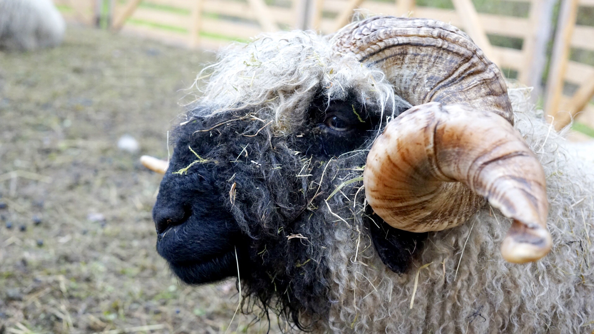 Tag der alten Haustierrassen
