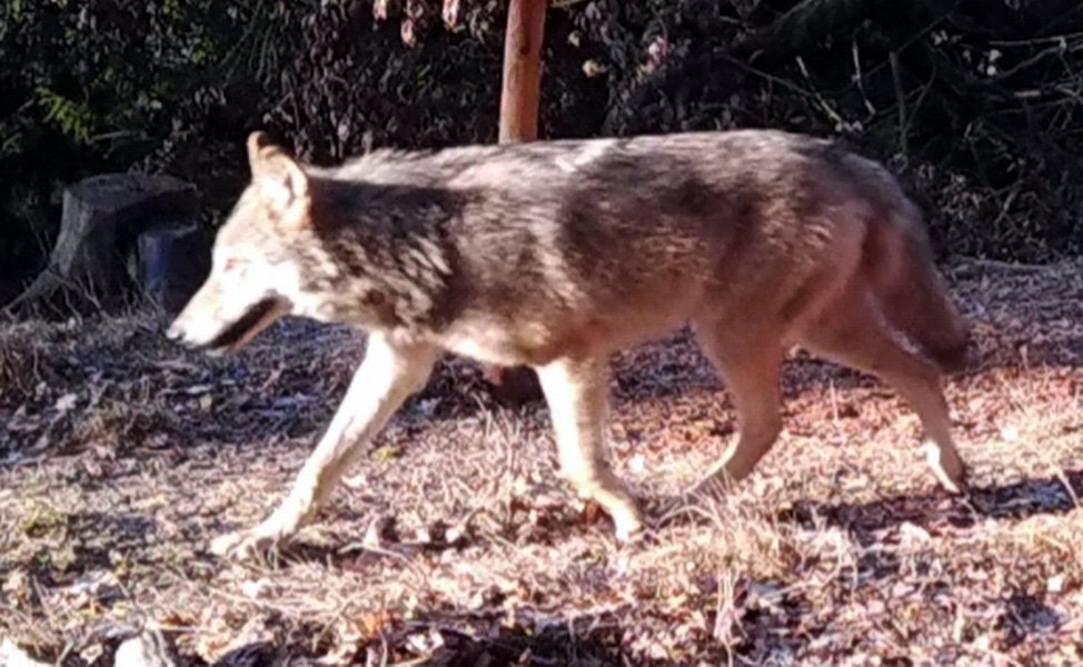 GMorg-Wolf-Grafenwöhr-Feb-19