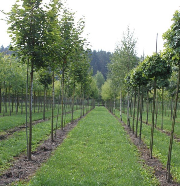 Garten Punzmann GmbH Bilder fürs Advertorial (1)