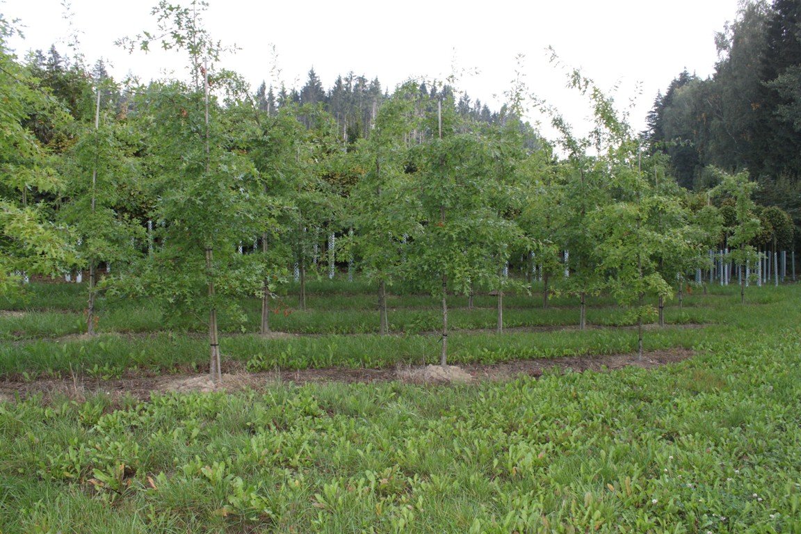 Garten Punzmann GmbH Bilder fürs Advertorial (3)