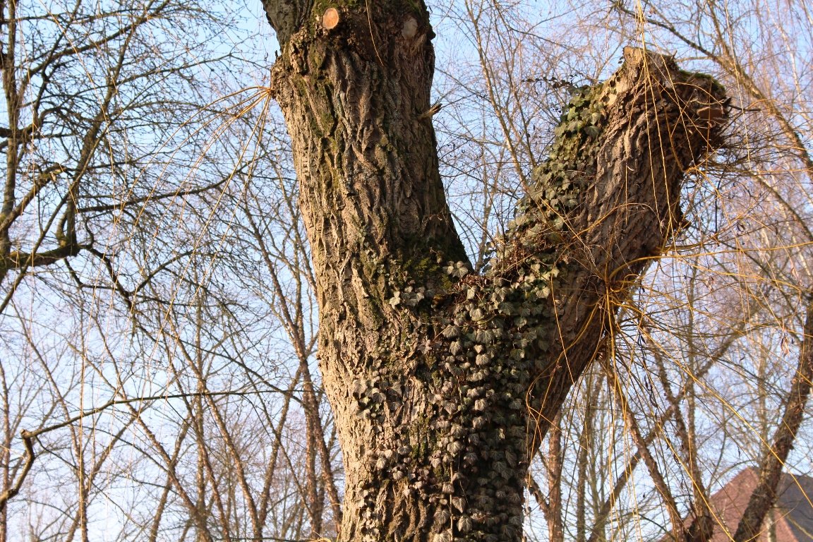 Gartenschau 2022, Tirschenreuth16, Baum, Efeu, Natur,