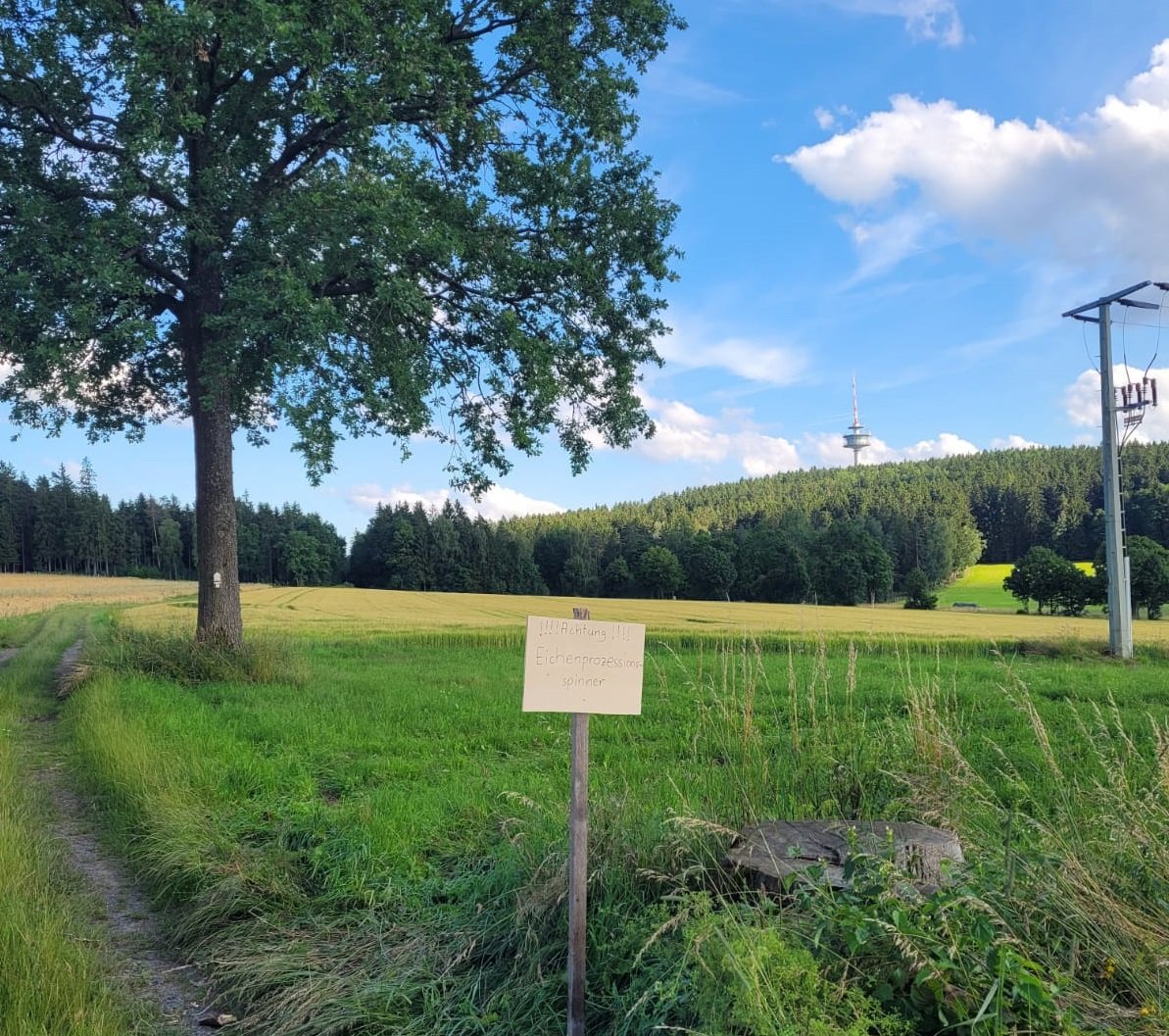 Gemeinde Theisseil Letzau Fest 50 Jahre Baum Natur Wiese Eichenprozessionsspinner Eiche Bild Marianne Rauh