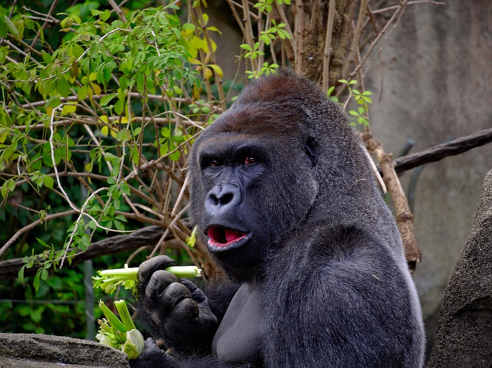 Gorilla, Affe, Symbolbild