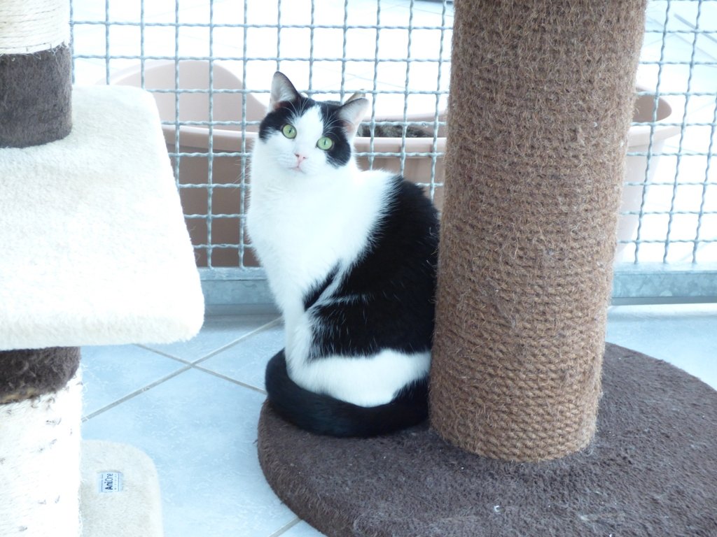 Hannah Tierheim Tirschenreuth Vermittlung