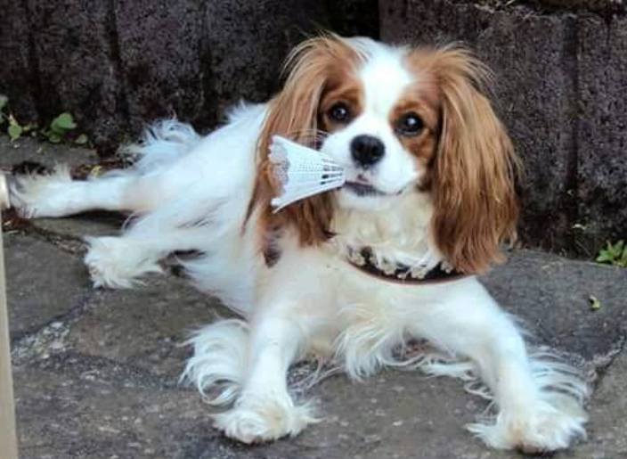 Heidi 4,5 Jahre alt