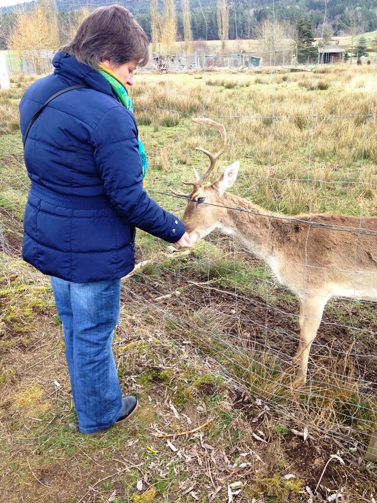 Tierpark Irchenrieth, Hirsch
