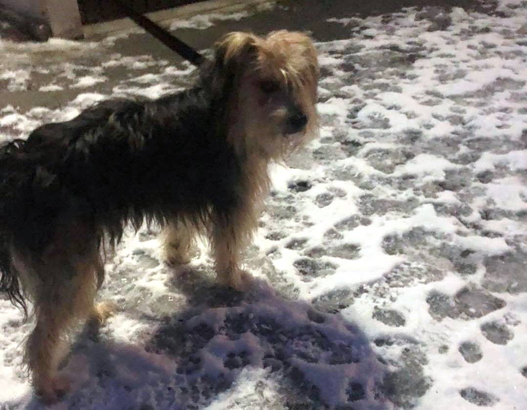 [Update] Polizei fängt Hund bei Plößberg ein