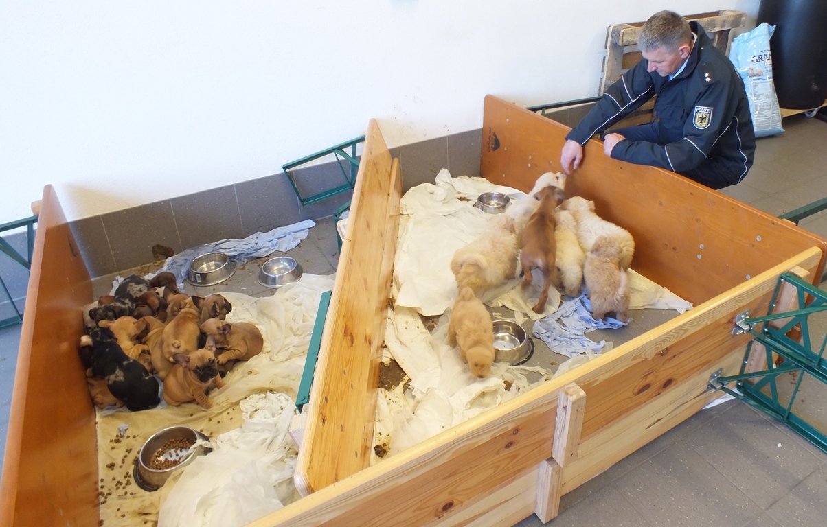 Hundewelpe Bundespolizei Illegaler Tiertransport Waidhaus A6