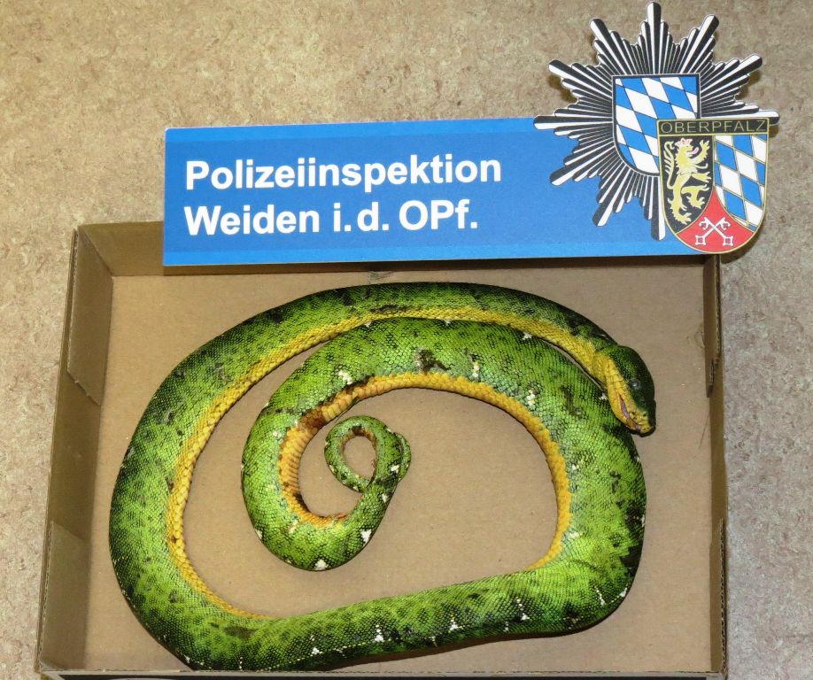 Hundskopfschlinger Schlange Polizei