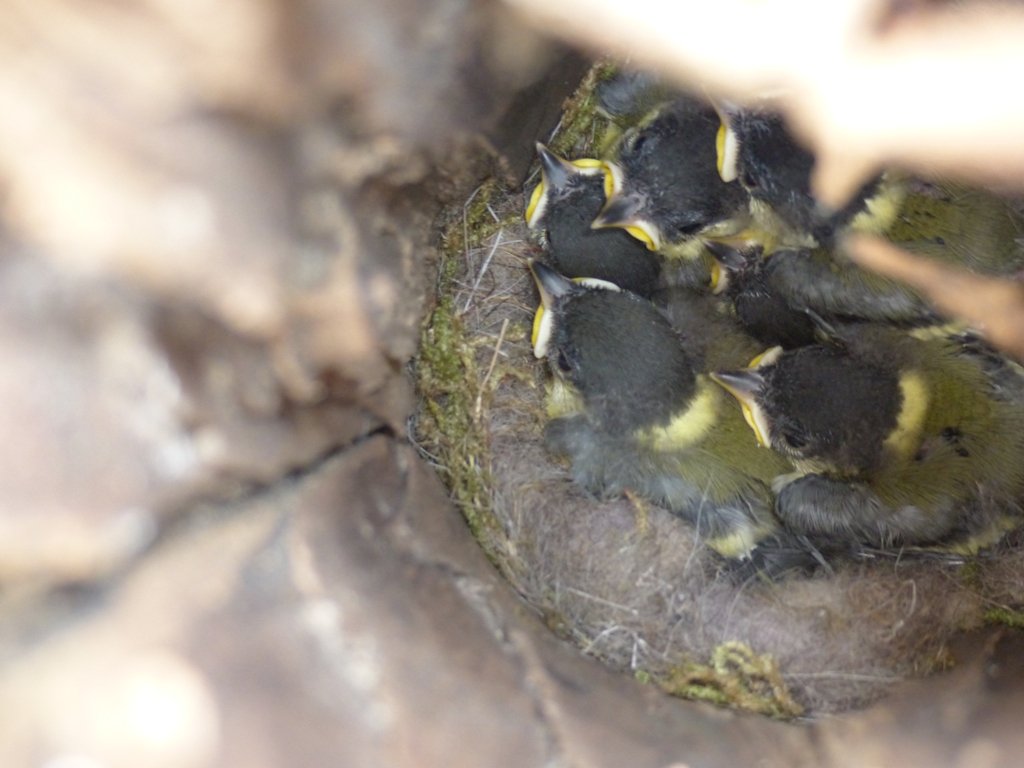 Hunge Meisen in Döllnitz (1)