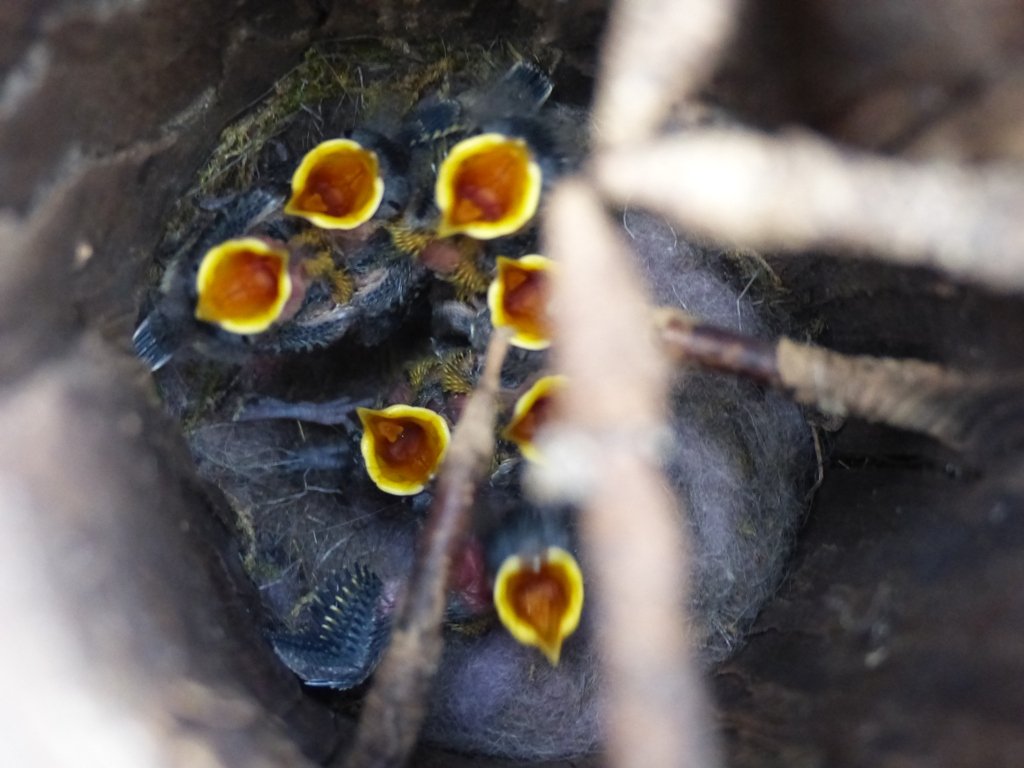 Überraschender Nistplatz für Kohlmeisennachwuchs: Sieben süße Küken