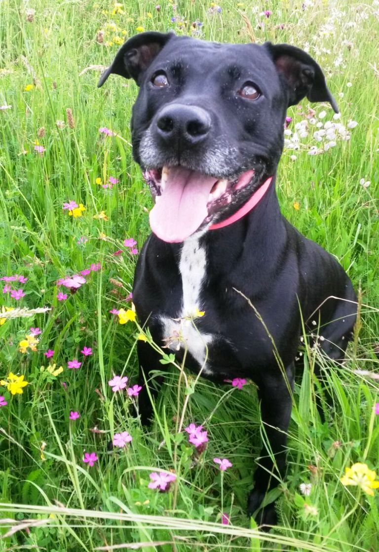 Welthundetag Hunde Amstaff