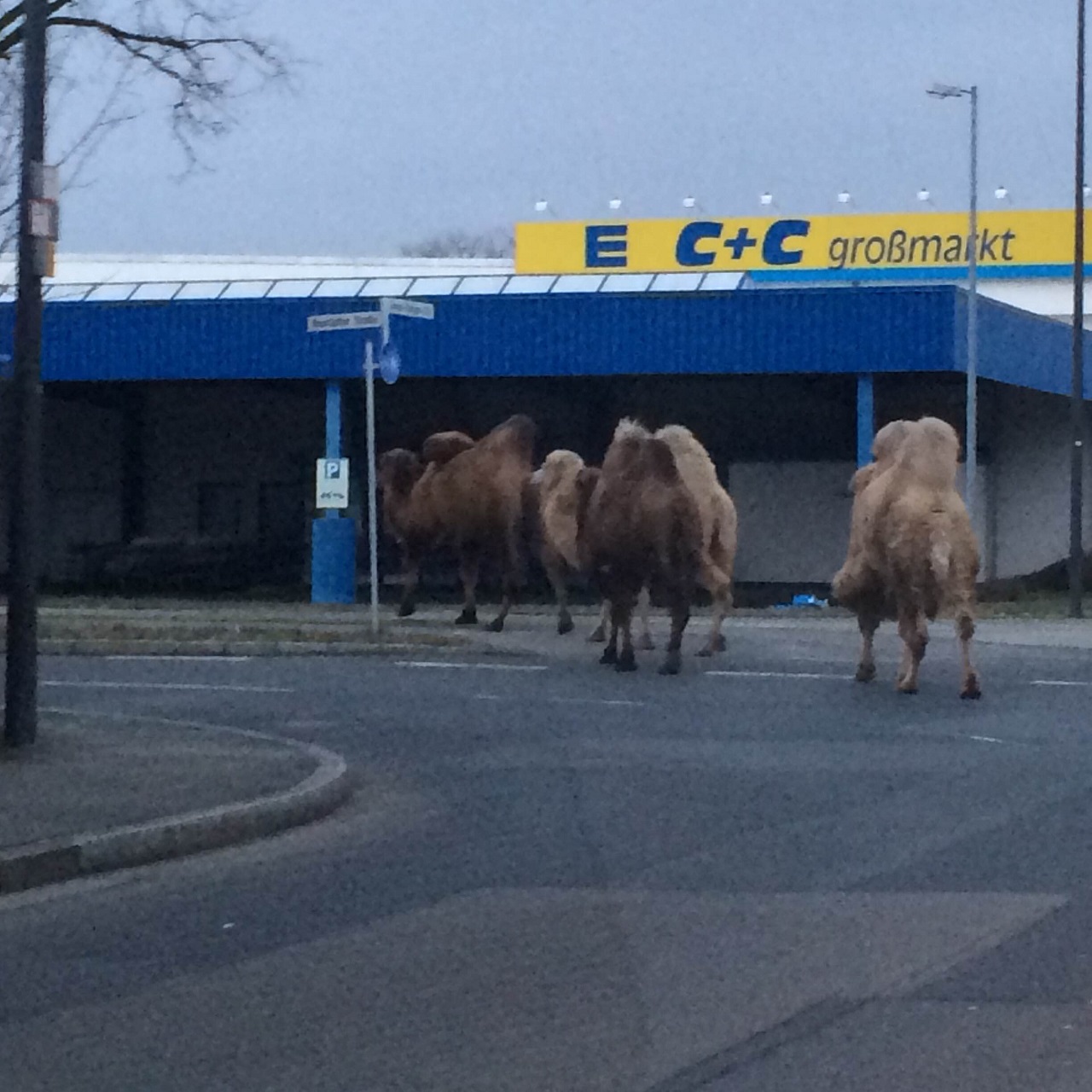 Kamele auf Entdeckungstour