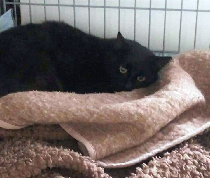 Schwarzer Kater Vohenstrauß Fundtier Polizei