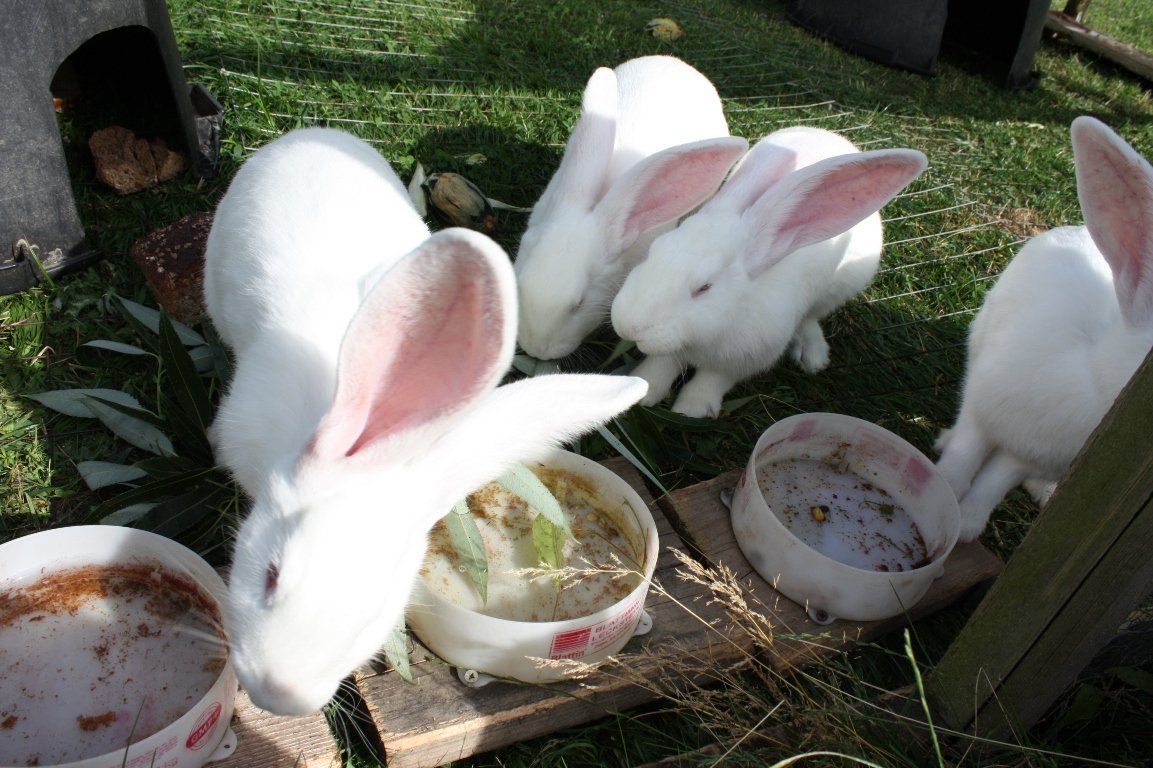 Tierpark, Hase, Schwein, Pfau, Emu, Tiere, Tierschutz, Massentierhaltung, Hof, vegan, vegetarisch