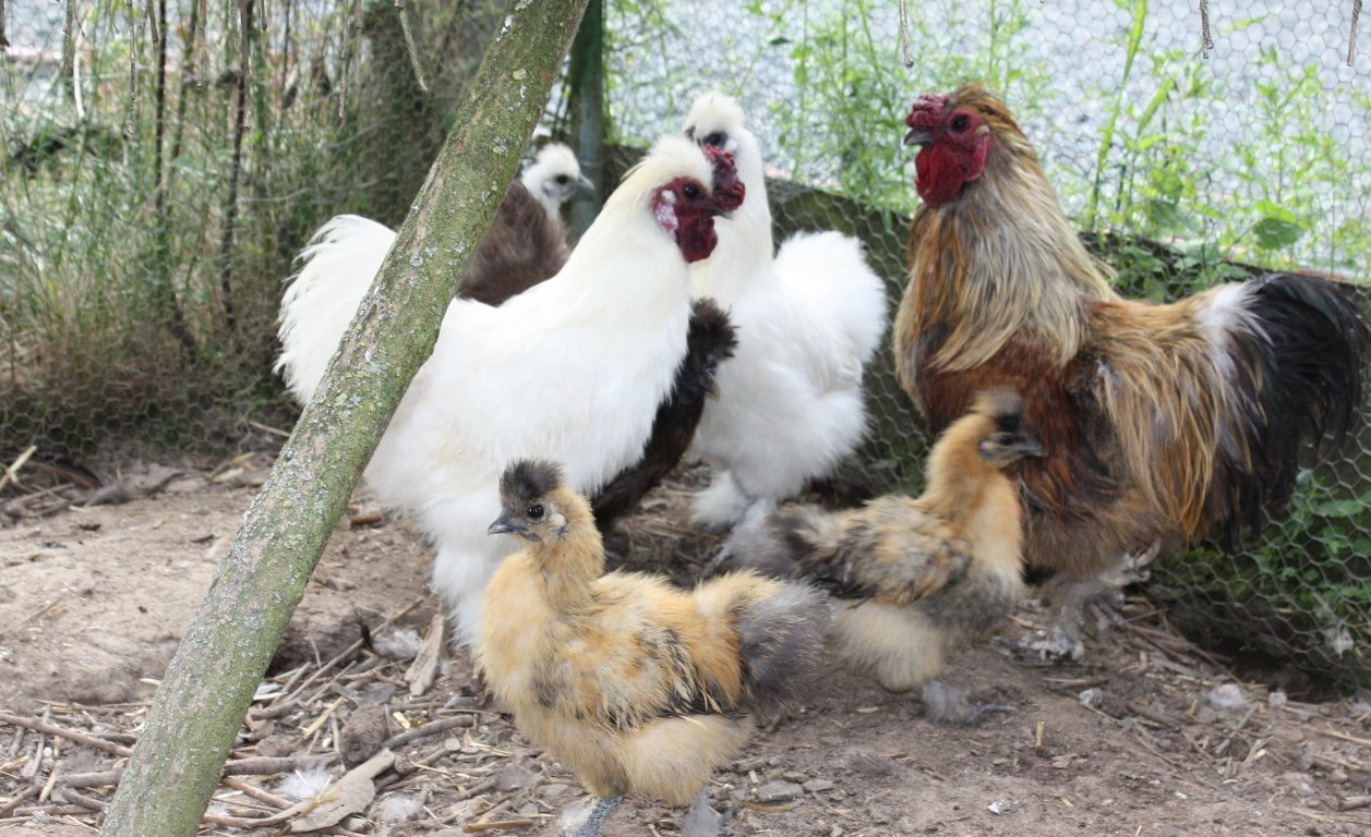Tierpark, Hase, Schwein, Pfau, Emu, Tiere, Tierschutz, Massentierhaltung, Hof, vegan, vegetarisch