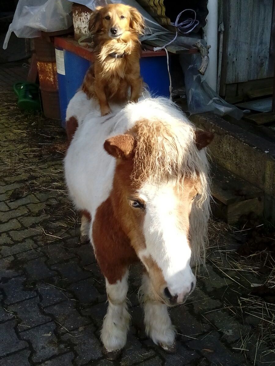 Jockl sitzt auch mal gern auf seiner Freundin Tina