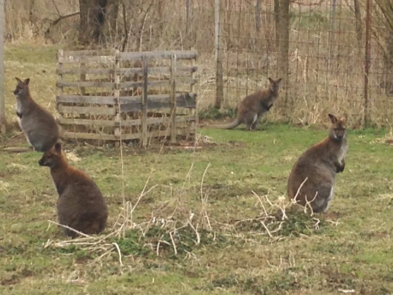 Tierpark Irchenrieth, Känguru