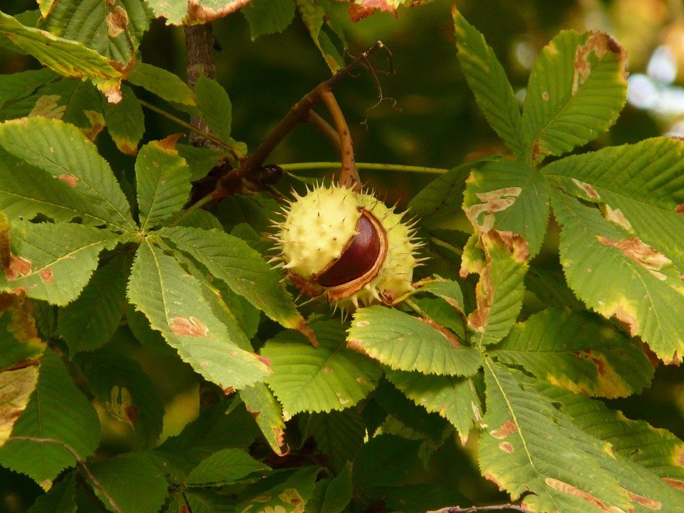 Baumfällarbeiten Kastanie Kastanienbaum Baum Ast Blätter Bild pixabay