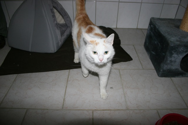 Kater Ricky Tierheim Weiden