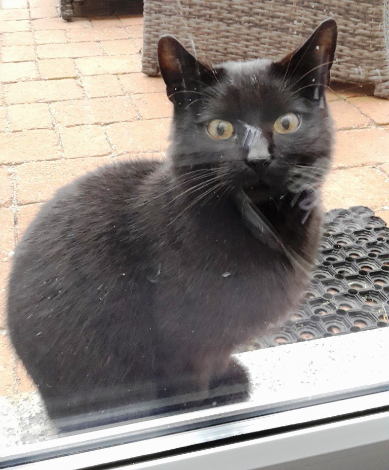 Kater zugelaufen, Parkstein 3