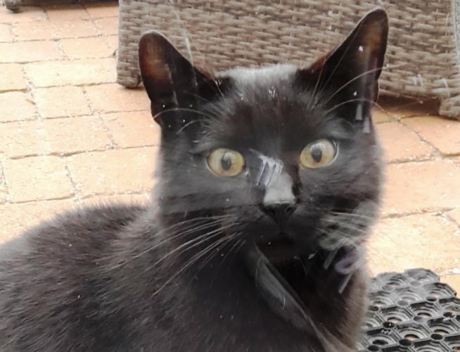 Kater-zugelaufen-Parkstein-3