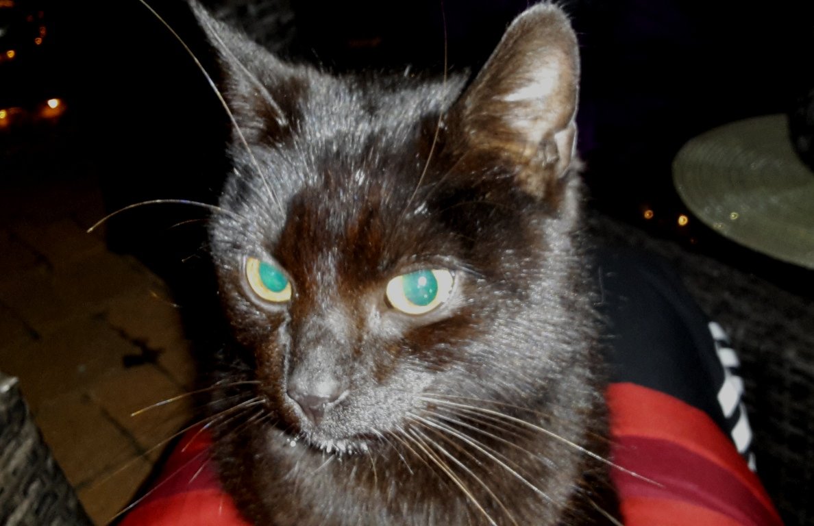 Kater zugelaufen, Parkstein2