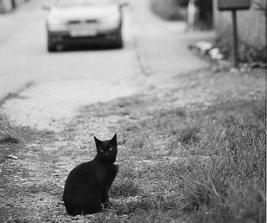 Katze, Straße, Unfall, Symbol