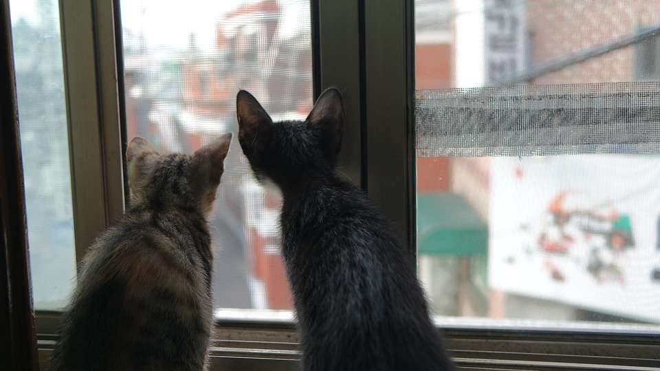 Katzen symbol