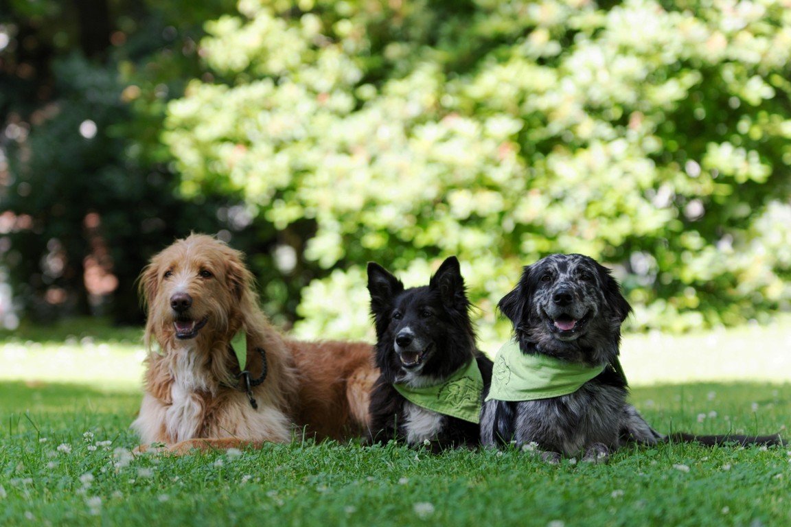 Kind_und_Hund_in_Aktion, Koja, Workshop