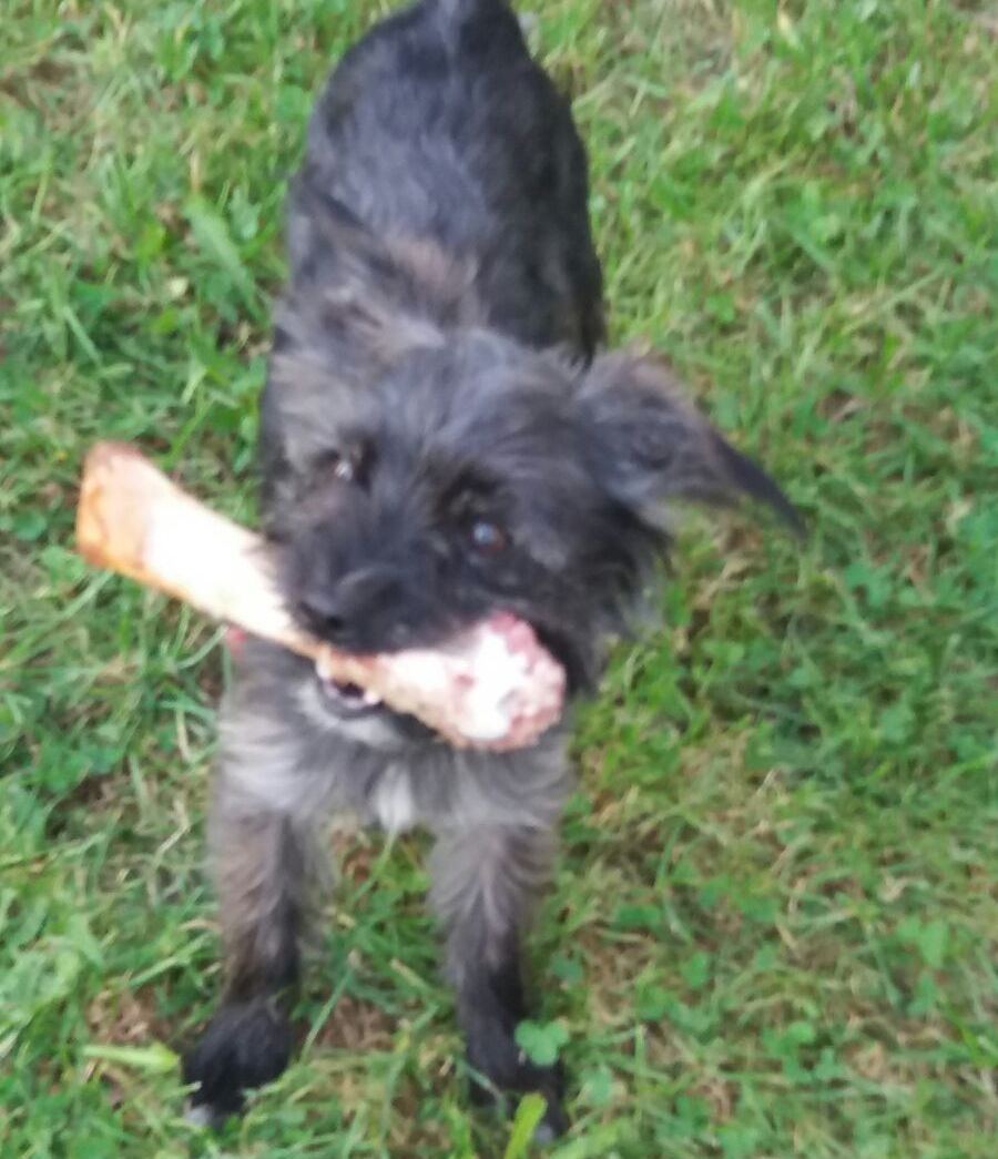 Klein Mikey mit Belohnungsknochen