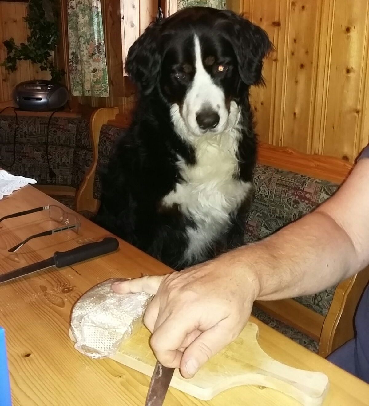 Leika, sie ist fünf Jahre alt und ne Schmusekatze  und isst gern speck - Lg vom Großarl, sind im Urlaub in einer Hütten in österreich