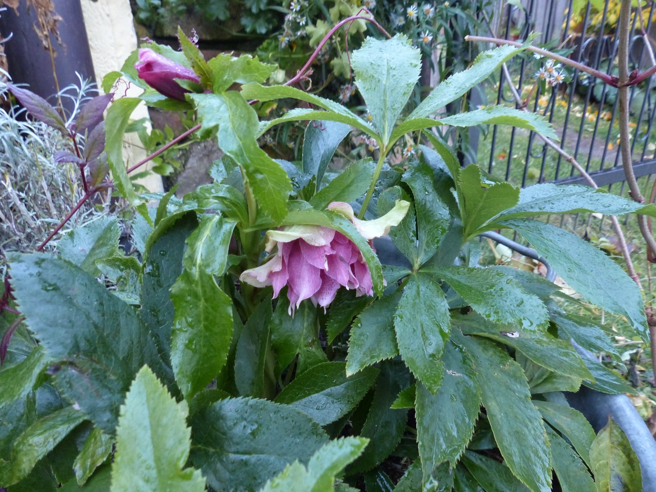 Lenzrose lässt sehr früh grüßen