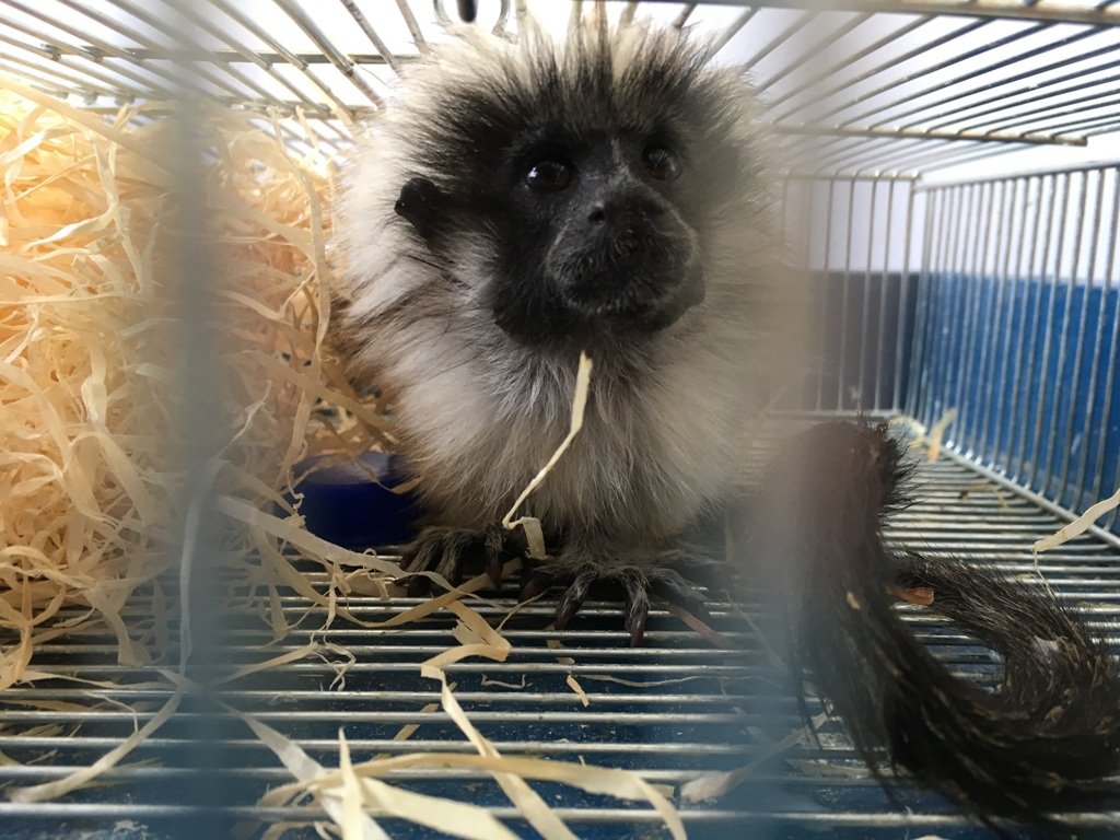 Liszt-Affe Illegaler Tiertransport A6