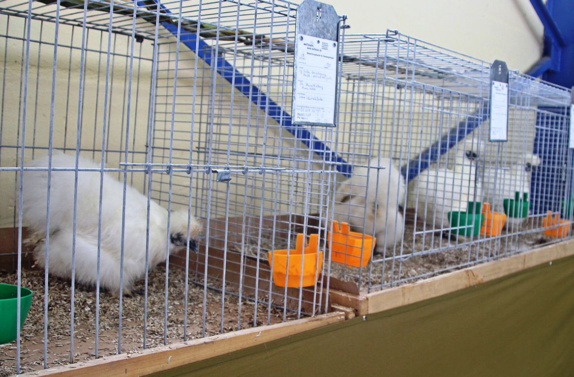Lokalschau Kleintierzuchtverein (1)