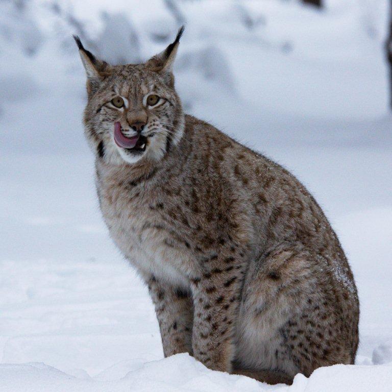 Luchs Diana Steinwald