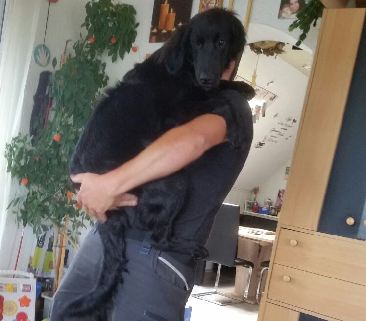 Luna läßt sich nicht nur am Welthundetag gerne mal tragen, auch wenn sie kein Schoßhund ist