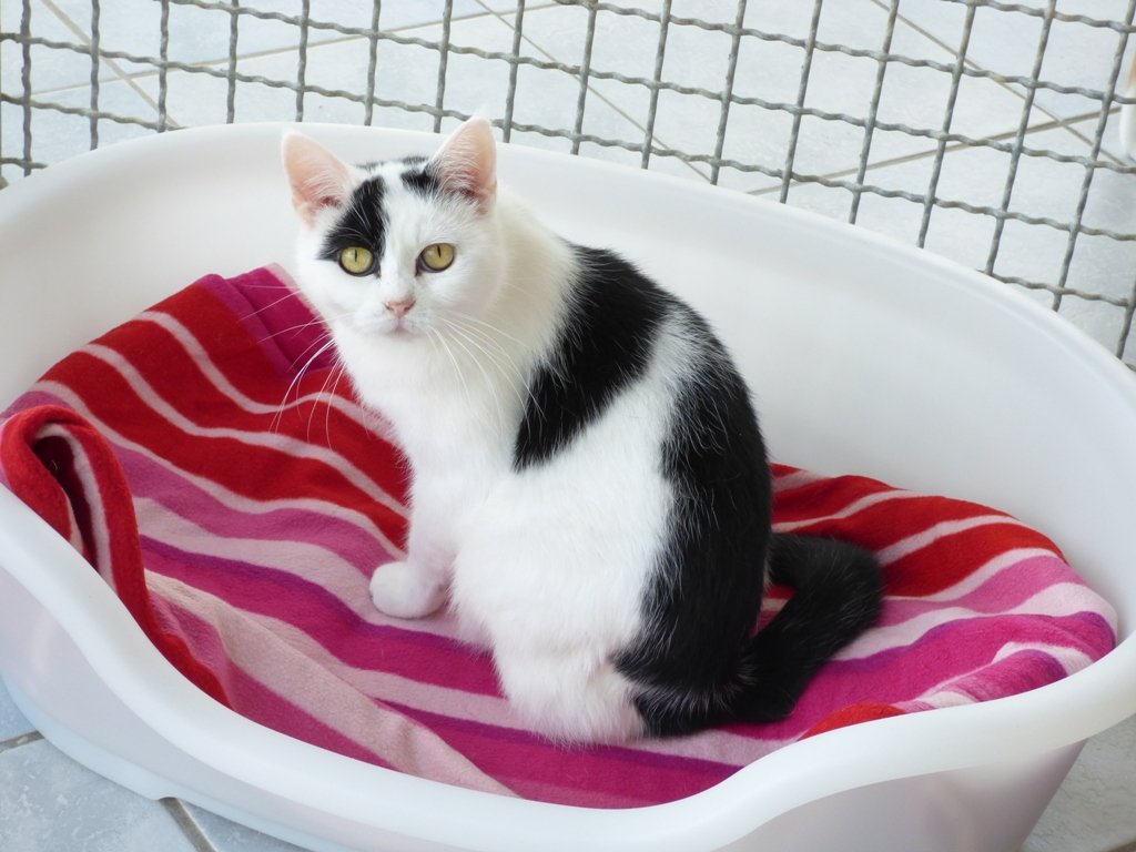 Luna Tierheim Tirschenreuth Vermittlung