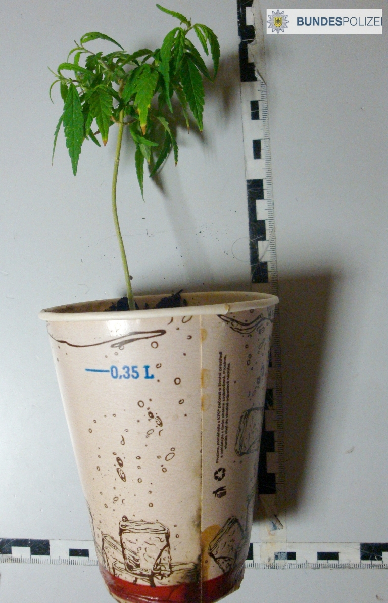 Marihuanapflanze_in_Colabecher