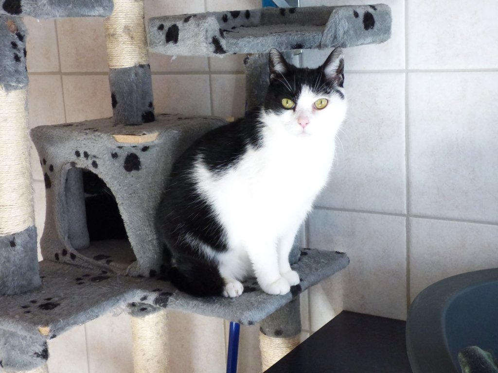 MathildaTierheim Tirschenreuth Vermittlung