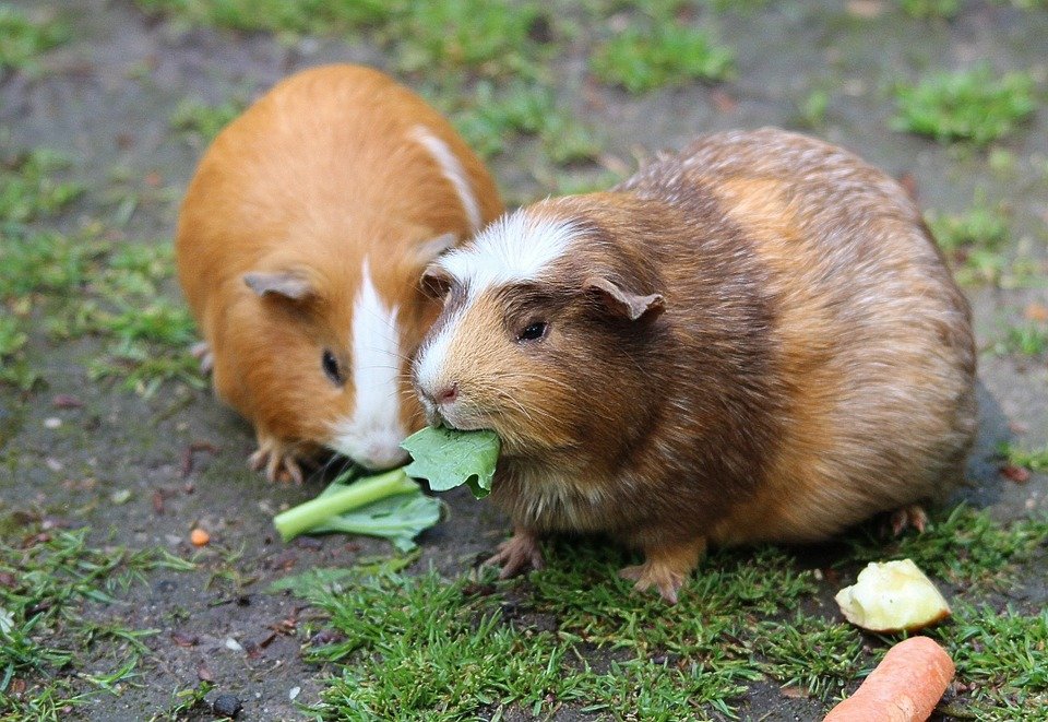 Meerschweinchen Tier Hausmeerschweinchen